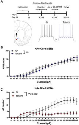 A brief exposure to toluene vapor alters the intrinsic excitability of D2 medium spiny neurons in the rat ventral striatum